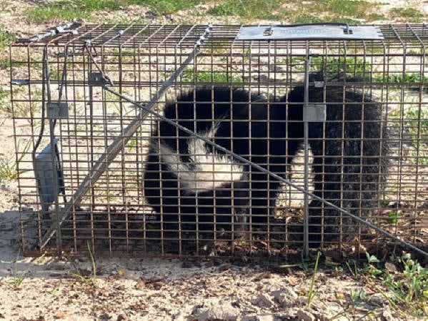 Skunk removal in Bryan TX