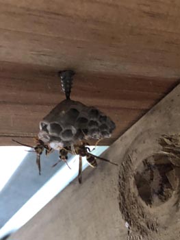 Wasp Nest removal