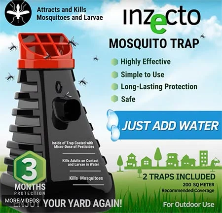 Inzecto