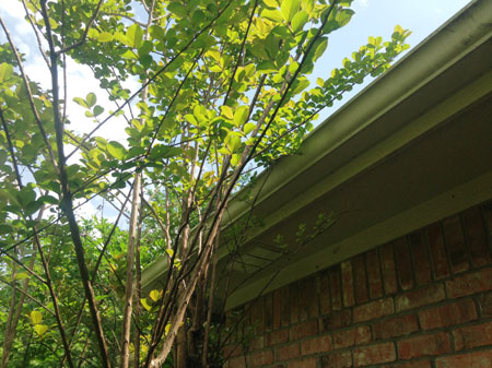 Tree-Limbs-Touching-House-4
